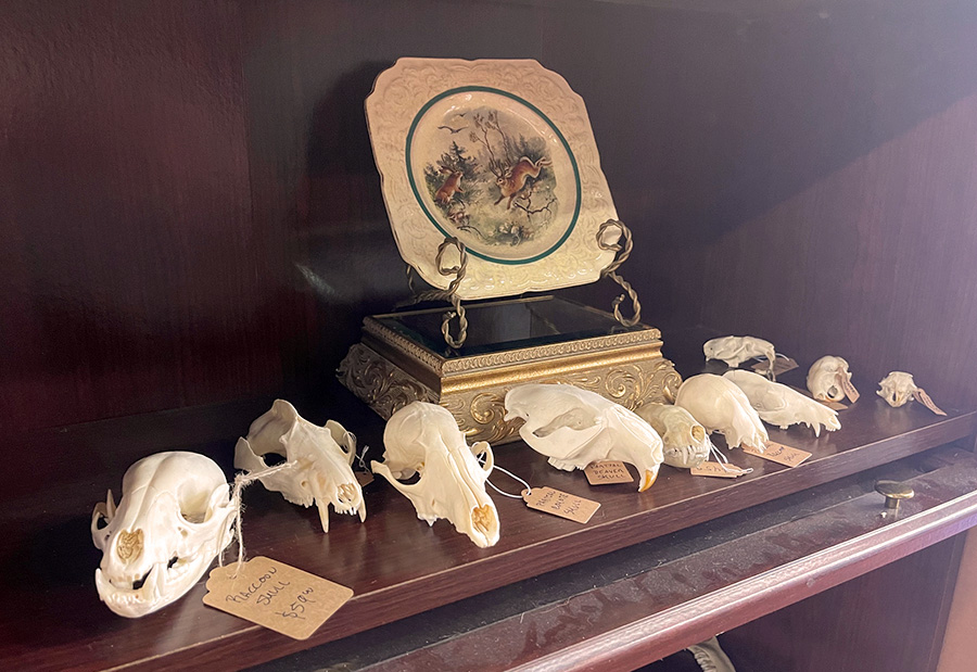 Mammal skulls